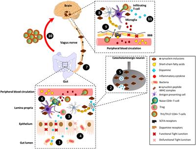 T-Cell-Driven Inflammation as a Mediator of the Gut-Brain Axis Involved in Parkinson's Disease